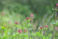 Wildflowers growing along the road up to Mt. Etna