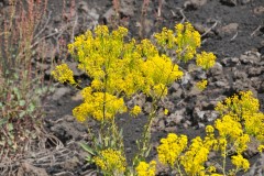 Wild Mustard growing among previous lava flows.