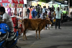 Next to the Shore Temple we find an area where many locals go to the beach to bath and also find some food. Also a cow wanders through the crowded area. 