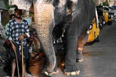 Even an elephant in the crowd