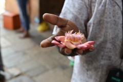 Pon is explaining the flower to us and what it means to the local Hindi people.