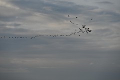 Birds flying in early morning formations over the river.