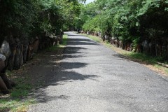 the outer edge of Ilangudipatti village in Pudukottai district, you will be transfixed by what you see: thousands of terracotta horses in rows of two, three or four on either side of a road for a distance of up to 700 metres. 