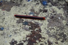 Photo of a centipede walking across a rock. First one I have ever seen. 