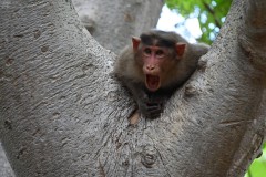 The area was filled with small monkeys watching our every movement. You did not want to set anything aside of you for a second. They would steel it in a second. 