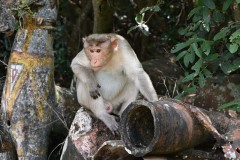 This monkey must be head of security because he had this aimed right at us as we walked by.  