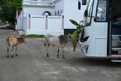 Cows walking through town at the decorations off the front of our bus. 