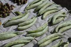 A variety of cucumerina, raised as a vegetable much like a summer squash in Asia. It is also called a snake gourd. In some countries in checking into it can be turned into a soap. 