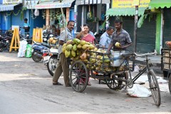 Load of coconuts. A local distributor 