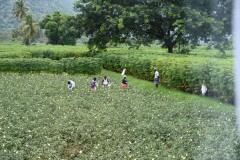 Fields of tapioca growing in the rear parts of the photo. I love tapioca. It is the root that makes the tapioca.