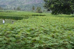More of the tapioca fields as we drove down the highway