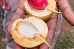 We had a tour of a Spice Plantation.  We learned how spices are good for our health. Here we have a Nutmeg seed. The tour was excellent,
