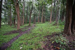 Periyar National Park and Wildlife Sanctuary is a protected area located in the state of Kerala, India. It is a renowned elephant and tiger reserve.