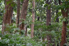 The area encompasses 357 square miles  of land and  is a repository of rare, endemic, and endangered flora and fauna and forms the major watershed of two important rivers of Kerala the Periyar and the Pamba.