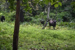 The park is home to a wide variety of animals including birds, reptiles, deer, wild pigs, king cobras, Indian python, macaques, water buffalo seen in this photo. 
