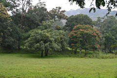 The orange flower tree is the African Tulip Rain Tree