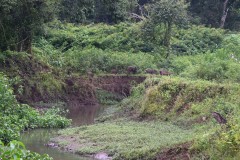 A family of Wild Boar
