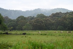 35 species of mammals have been recorded in the park, including many threatened species. It is an important tiger and elephant reserve. A total of 40 Bengal tigers have been counted  in recent years.