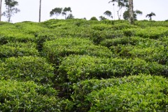 Just outside of Thekkady tea fields are plentiful. They are so green and healthy,