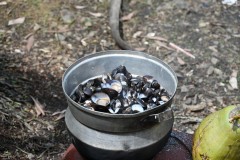 The mussels are complete and ready for sampling. 