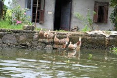 Family of ducks