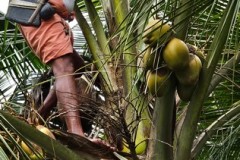 This gentleman is climbing the palm  to obtain coconuts to extract the sweet sap from the coconut palm prior to it fermenting to create the alcohol brew Toddy. 