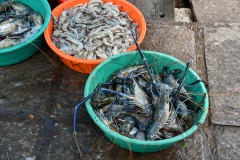 Blue lobster and shrimp for sale
