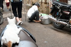The cat resting on the motorcycle is keeping an eye on the man cleaning some fish. One more away from the fish and it is lunch for the cat. 