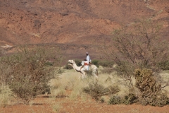 A local riding a camel added to the ambiance as he rode by.