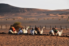 Camel riders just behind where we were sleeping.