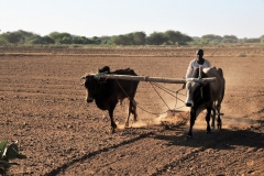 Farmer plowing his fields as they have done for centuries