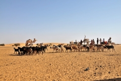 The area alternates with level pebble stretches and large valleys crossed by dry wadis, a valley, ravine, or channel that is dry except in the rainy season.