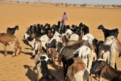 Only isolated groups of Bisharin nomads, who live in familiar groups in small huts made of intertwined branches close to rare water wells, with their caravans and herds of camels and donkeys exist.