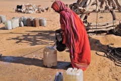 The Bisharin are traditionally nomadic people, working in husbandry of camels, sheep, and goats in the Southern part of the Eastern Desert