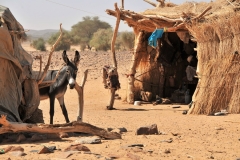 After driving for some hours across the Bayuda Desert we come across a typical Bisharin nomad family camp.