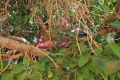 Security guard sleeps in a bed up in the tree in the evening.