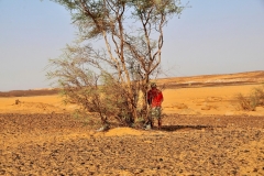 A photographer caught me using the bathroom of the desert... a tree