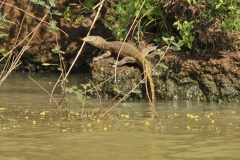 Large monitor lizard