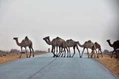 Camel crossing