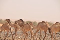 Young camels