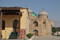 The pigeons are everywhere..