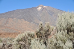 The scrub brush in the foreground