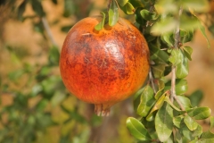 They have 1800 pomegranate trees and 1500  olive trees. Here we have one of the pomegranates on a tree. 