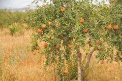 One of the pomegranate trees