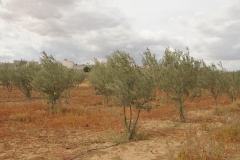 Family orchid of pomegranate trees.