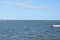 Now you can see the palm frowns tied together to trap fish as they swim for the fishermen. 