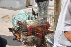 Chickens on their way home for dinner from market. Talk about fresh chicken.