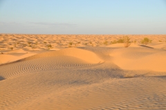 Vegetation does not survive in such spreads of hot dry sand. Only in rar