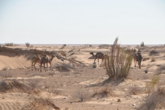 About an hour into our drive we find a group of camels alongside the highway