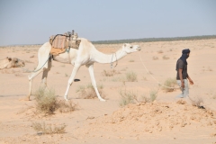 Camels are among the most iconic animals of the desert. The word 'camel' comes from an Arabic word that means beauty. Camels are working animals especially suited to their desert habitat and are a vital means of transport for passengers and cargo.